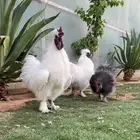 ديوك قطني ( سلكي )