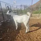 فحل بيشي أكحل صنف و معرف