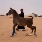 مهره واهو مكس فاخره بدقري قوي