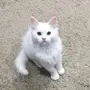 قطوة شيرازي للبيع