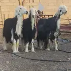 نعاج نجد صنف.