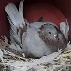 حمام مشكل للبيع .. الذيبيه