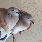 يمام النخيل دبسي فاخت