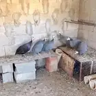 9 ارانب صغار و6 دجاج حبشي