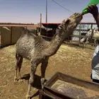 حوار يرضع وياكل وقعود كبير يرضع وياكل