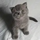 للبيع سكوتش فولد ليلكي