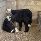 ذبايح طليان نجد