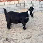 عنز شيخه   معرفه