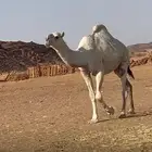 تبوك