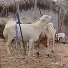 مشروع فحل بلدي