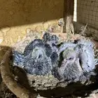 زوج رقاص معاه فرخين