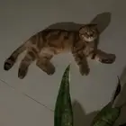 قط للبيع