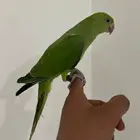 دره هندي اليف وهدد