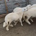 ذبايح طليان حري سواكن مع الذبح والتوصيل