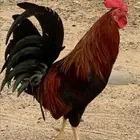 ديك بلدي ترثه