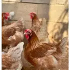 دجاج لوهمان فاخر للبيع