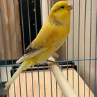 كناري همداني