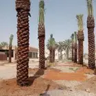 نقوم بتوريد وزراعه جميع انواع النخيل والزيتون واليمون
