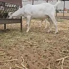 مشروع فحل بعمر 4شهور