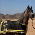 للبيع فحل ابن غيث الزبير