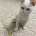 قطط اناث للتبني