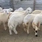 طليان ذبايح حري سواكن مع الذبح والتوصيل  ..