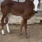 بقر فواخر مناح