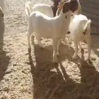 ماعز هجين بورقت (جفار)