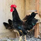 دجاج ترثه