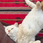 قطة كتن تبني