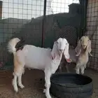 تيوس مخصاه فل شحم