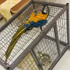 انثى مكاو بلو اندقولد للانتاج