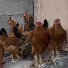فراريج مستوى عالي براهمه