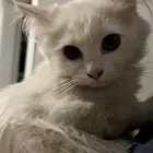 تبني قطة
