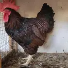 ديوك فرنسي منتجه