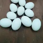 بيض حمام   دجاج صناعي حسب الطلب والكميه متوفره بأذن الله