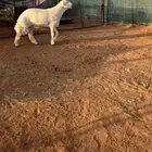 خروف صنف معرف