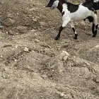 تيس للبيع