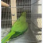 البيع انثي دره وذكر كنيور