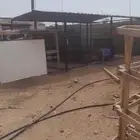 مراح غنم كامل للبيع او الاجار هناقر وشبوك ومعالف