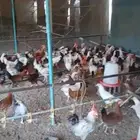 دجاج فرنسي مشكل بياض العمر 6 شهور