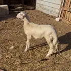 مشروع فحل عمره شهرين ونص