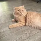 قط ذكر شيرازي للتزاوج
