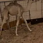 قعود لباني عمره ثلاث شهور