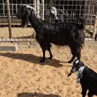 عنز قبرصيه وساكنيه وفحل نعيمي