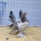 كرنقو حوامل بارلس