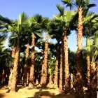 نخل واشنطني نخل ملوكي