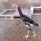 ديك شامو ياباني
