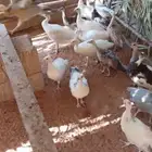 فروخ طاووس أو طاؤوس للبيع
