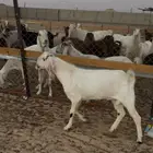 تيسين مشاريع فحوله